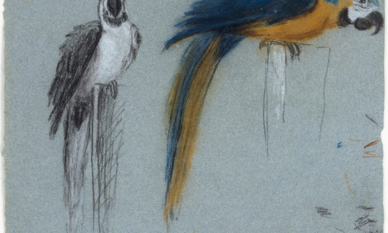 Jean-Baptiste Oudry, <i>2 Parrots</i> (sketch)